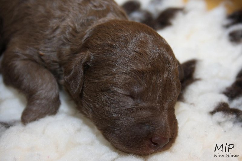 2011-05-07 Puppies Candy & Svet (38).jpg